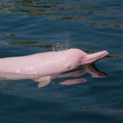 River Dolphin