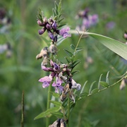 Bush Vetch