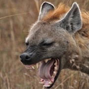 Hyena