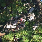 University of Minnesota Shoe Tree