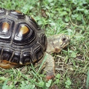 Red Footed Tortoise