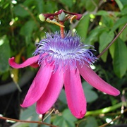 Garlic Passion Fruit (Passiflora Loefgrenii)