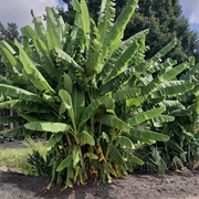 Plantain (Musa Balbisiana)