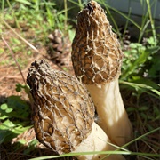 Morchella Crassipes