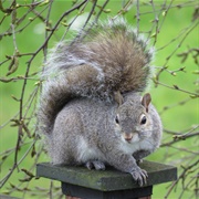 Grey Squirrel