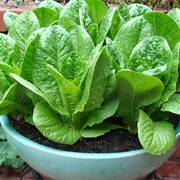 Lettuce Plant