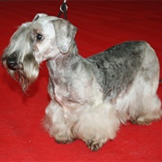 Groom a Cesky Terrier