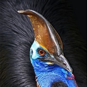 Cassowary
