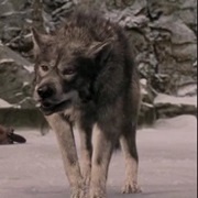 Maugrim (The Chronicles of Narnia: The Lion, the Witch, and the Wardrobe, 2005)