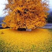 Gingko