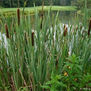 Cattail (Tubers/Shoots)