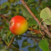 European Wild Pear (Pyrus Pyraster)