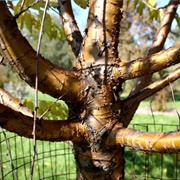 Korean Cherry (Prunus Maximowiczii)