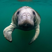 Manatee