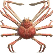 Spider Crab