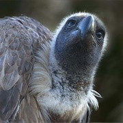 White Backed Vultures