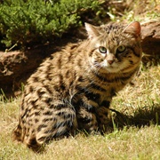 Black-Footed Cat