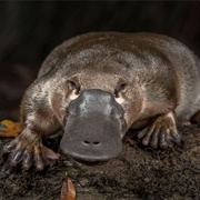 Platypus