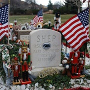 Shep the Broomfield Turnpike Dog