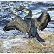 Cormorant