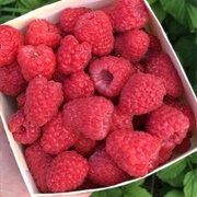 Raspberries