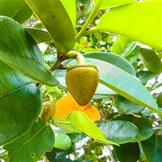 Beach Sugar Apple (Annona Salzmannii)