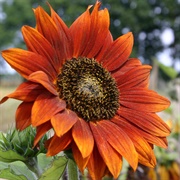 Orange Sunflower