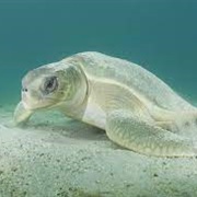 Australian Flat Back Sea Turtle