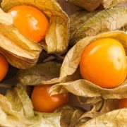 Physalis