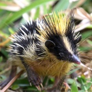 Lowland Streaked Tenrec
