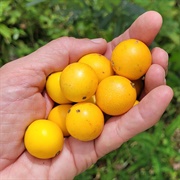 Bacupari  (Garcinia Brasiliensis)