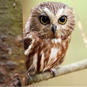 Saw Whet Owl