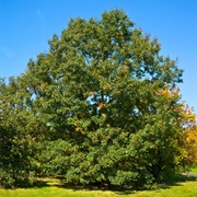 Black Oak