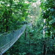 Iwokrama Forest