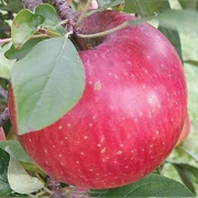 Haralson Apple