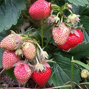 Beach Strawberry (Fragaria Chiloensis)
