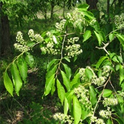Dog Cherry (Prunus Buergeriana)