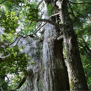 Nachi Primeval Forest, Wakayama