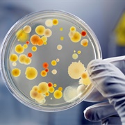 A Culture of Bacteria