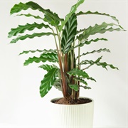 Calathea Rufibarba