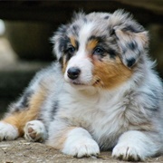 Fostered a Puppy or Kitten