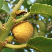 Monkey Jack (Artocarpus Lacucha)