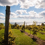 Prince Edward County Wineries