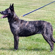 Groom a Dutch Shepherd