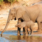 See an Elephant in Its Habitat