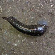 Australian Land Leech