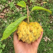 Biribá (Rollinia Deliciosa)