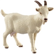 Toy Goat