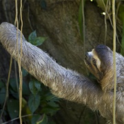 See a Wild Sloath