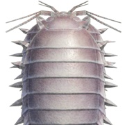 Giant Isopod